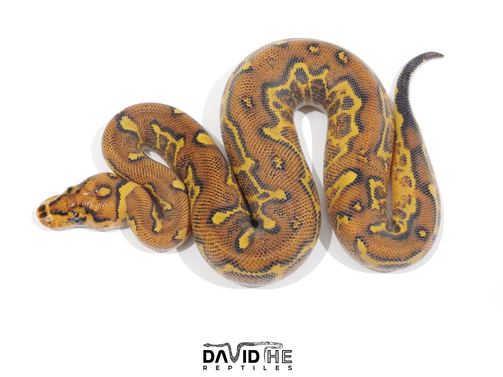 Jual Ball Python, Ular Ball Python, Harga Ball Python, Albino Ball ...