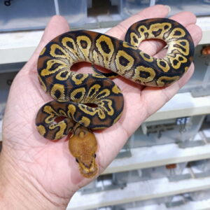 Cypress Clown het Hypo