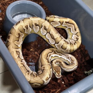Lesser Puzzle Adult Proven