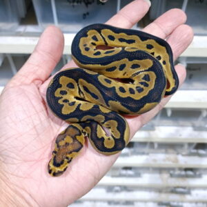 Clown double het DG Hypo