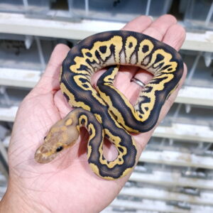 Black Pastel DG Clown het Hypo