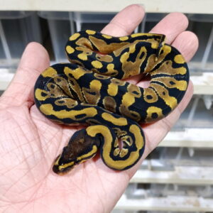 Triple het Hypo DG Clown