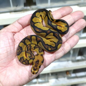 Redstripe Clown het DG