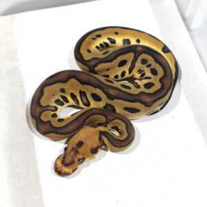 Redstripe Leopard YB Clown double het DG Hypo