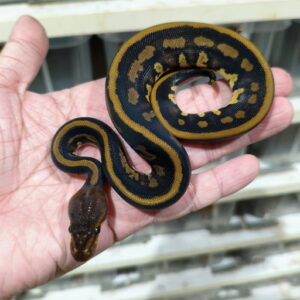 Stranger Leopard double het DG Clown