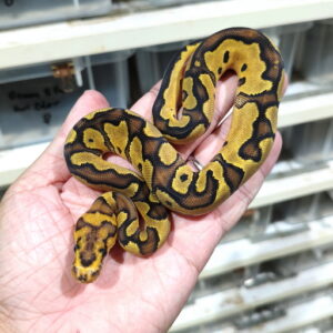 Fire (poss RS) Clown het DG