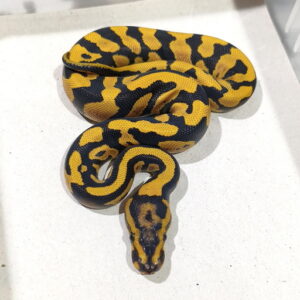 Confusion DG double het Hypo Clown