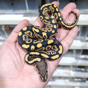 Black Pastel DG het Hypo 66% het Clown