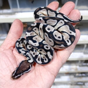 Pastel Vpi Axanthic het DG