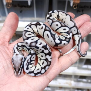 Super Pastel Vpi Axanthic het DG