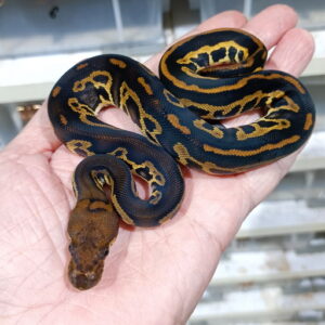 Black Head Leopard Hurricane Clown