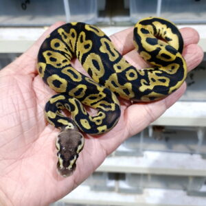 Pastel Leopard double het DG Vpi Axanthic