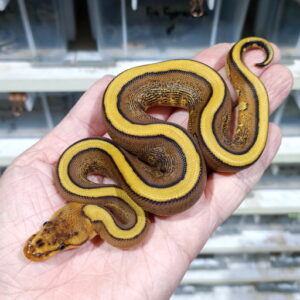 Cypress Redstripe YB het Clown 66% het DG