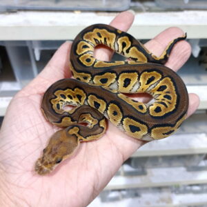 Cinnamon Clown het DG