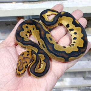 Clown double het DG Hypo
