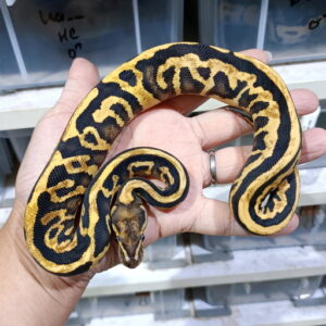 [Paradox?] Black Pastel Leopard DG double het Hypo Clown