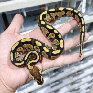 Redhead YB / Gravel het Clown