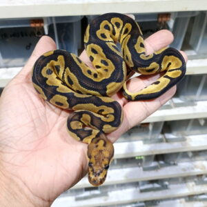 Clown double het DG Hypo