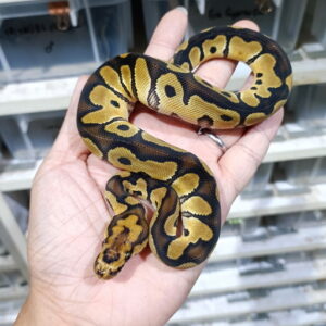 Clown double het DG Hypo
