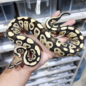 DG double het Genetic Stripe Clown