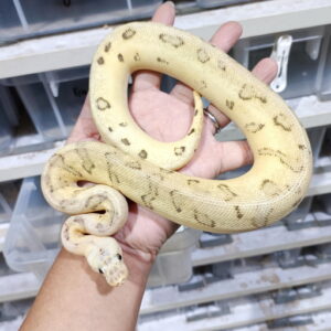 Spotnose Pastel [Fire] Genetic Stripe Clown 66% het DG