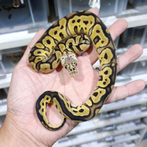 Pastel Clown double het Vpi Axanthic DG