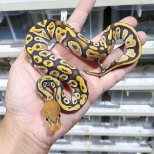 Cypress OD Hypo