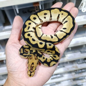 Spotnose Clown het DG