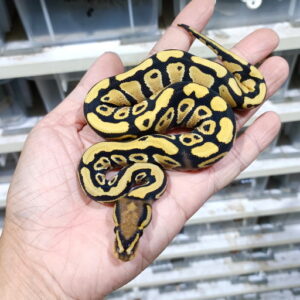 DG double het Hypo Clown