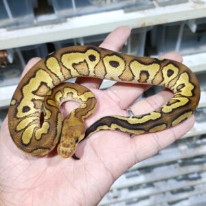 Redstripe YB Clown het DG