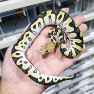Cypress DG Clown