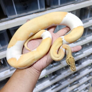 Orange Dream Pinstripe DG Pied
