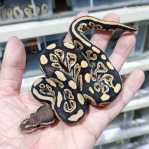 Black Pastel DG het Hypo