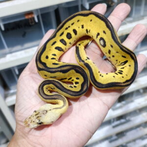Leopard Pastel Clown double het DG Hypo