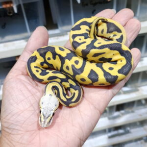 Leopard Pastel Hypo DG het Clown