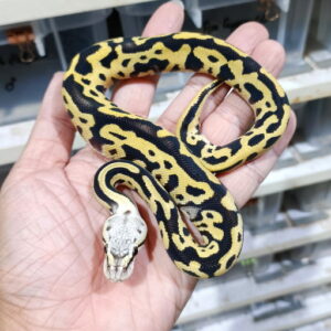 Leopard Pastel DG double het Hypo Clown
