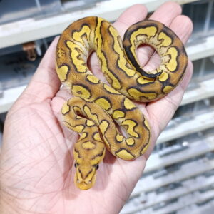 Lace Russo YB Clown