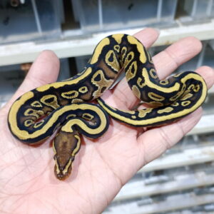 Specter het DG 50% het Monsoon
