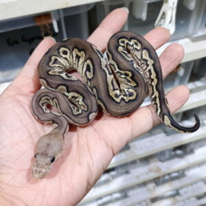 Black Pastel YB Clown het DG