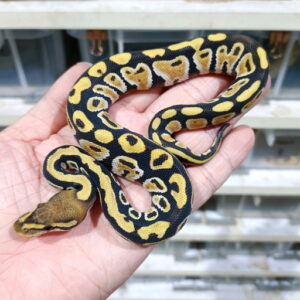 Cypress DG het Clown