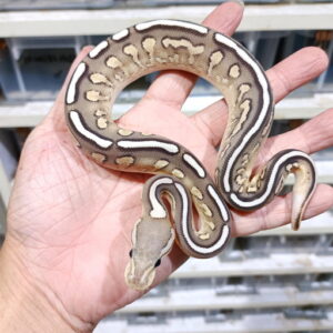 Lace Black Pastel Fire YB [Russo] het Clown
