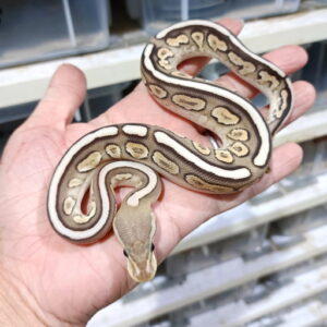 Lace Black Pastel Fire YB het Clown