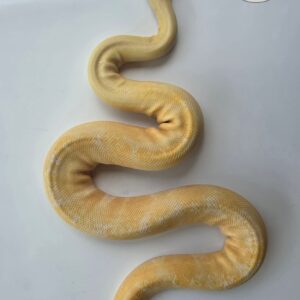 Albino Enchi