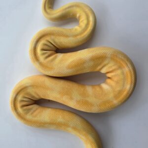 Albino enchi