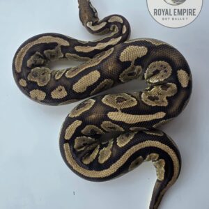 B, pastel fire (yb) h hypo