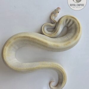 Champagne Fire Lesser DG