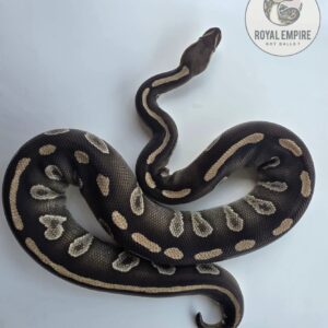 choco mojo h hypo