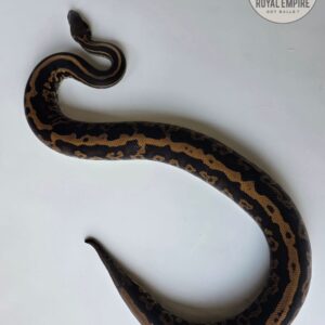 Confusion Black Pastel het Pied