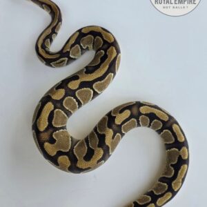 Enchi DG