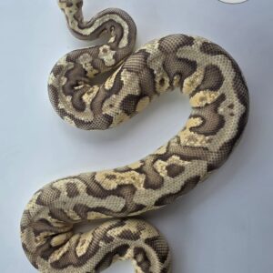 Firefly Spotnose het DG